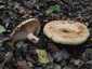 Begöngyöltszélű tejelőgomba (Lactarius zonarius), Budai-hegység